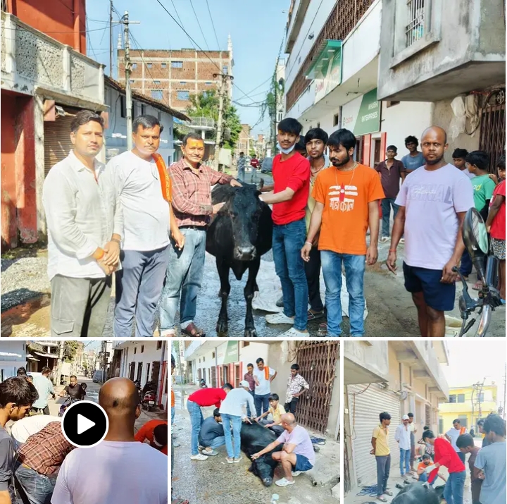 Go Seva (Cow Care)